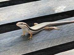Trachylepis gravenhorstii