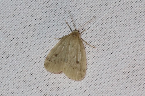 Round-winged Muslin, 5854 Bergen, Nederland, photo 5 of 10