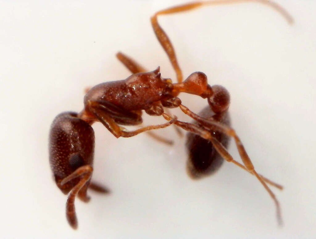 Cardiocondyla batesii