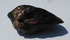 Arcidens confragosus