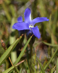 Gentianopsis simplex