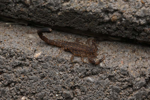 Little Marbled Scorpion photo 5
