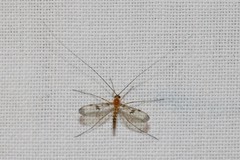 Macrocera phalerata