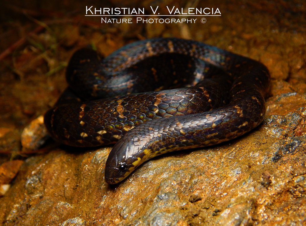 St. Marta's Ground Snake