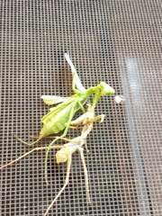 Stagmomantis carolina