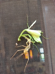 Stagmomantis carolina