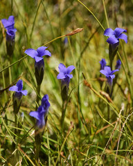 Gentianopsis simplex