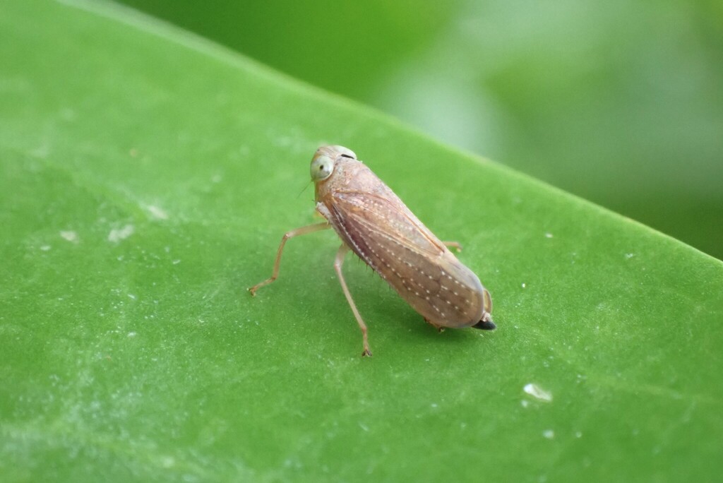 Mahellus