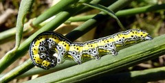 Oncocnemidinae