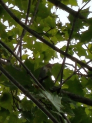 Hylocichla mustelina