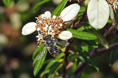Megachile chrysopyga
