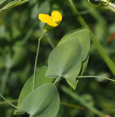 Image of Lathyrus aphaca by (c) Benoit NABHOLZ, some rights reserved (CC BY-SA)
