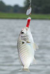 Leiostomus xanthurus