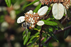 Megachile chrysopyga