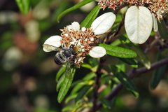 Megachile chrysopyga