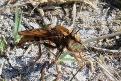 Asilus crabroniformis