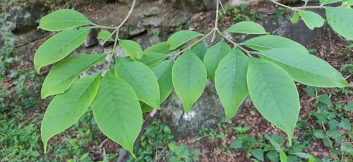 Woolly dyeing rosebay (Wrightia arborea)