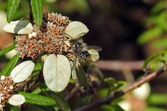 Megachile chrysopyga