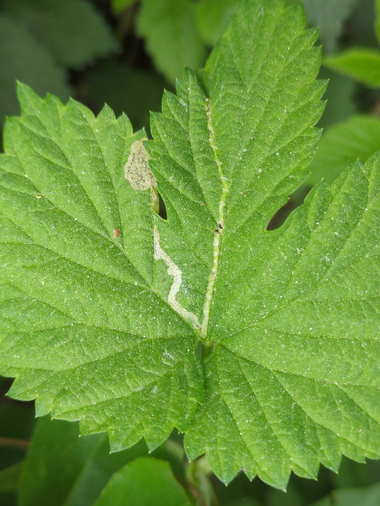 Agromyza igniceps