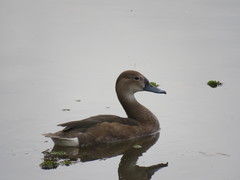 Rosy-Billed Pochard photo 3