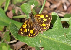 Metisella metis metis