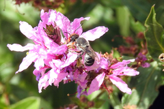 Megachile aurifrons