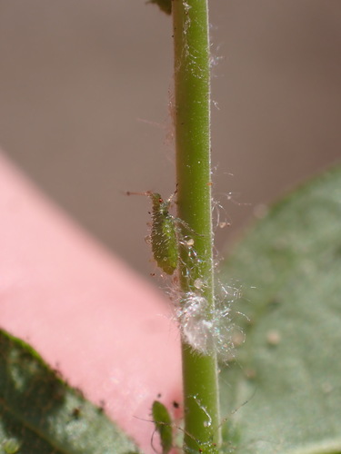 Green Maple Periphyllus Aphid