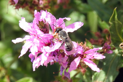 Megachile aurifrons