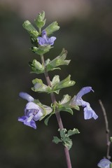 Salvia dentata