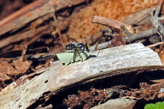 Megachile chrysopyga