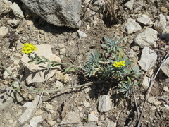 Alyssum dagestanicum