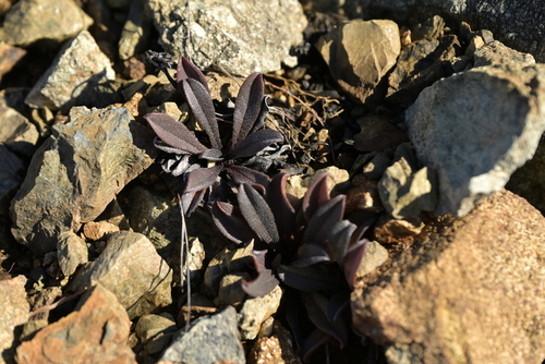 Myosotis monroi, 2025-05-11