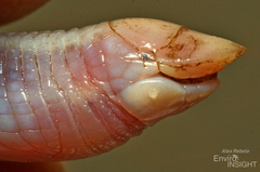 Luanda Worm Lizard photo 1