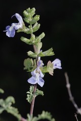Salvia dentata