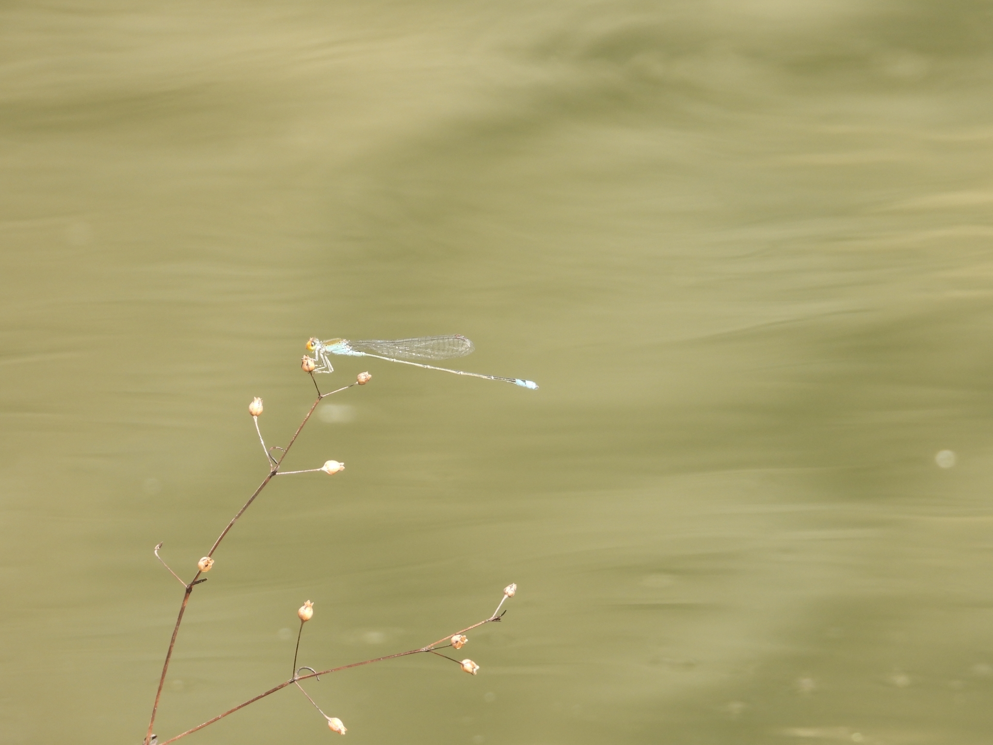 Orange-Faced Sprite