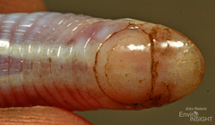 Luanda Worm Lizard photo 3