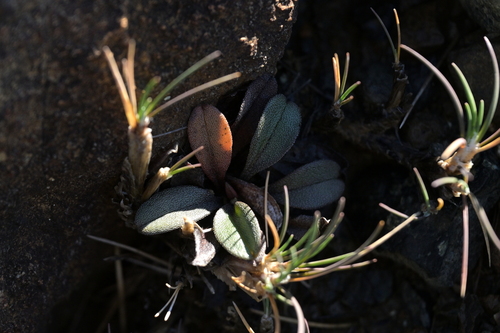 Myosotis monroi, 2025-05-11