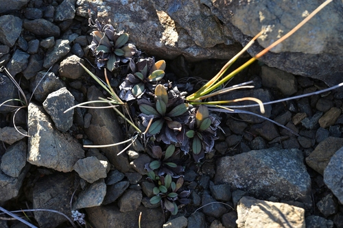 Myosotis monroi, 2025-05-11