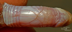 Luanda Worm Lizard photo 4