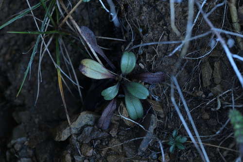 Myosotis monroi, 2025-05-11