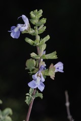 Salvia dentata