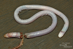 Luanda Worm Lizard photo 5