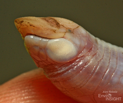 Luanda Worm Lizard photo 2
