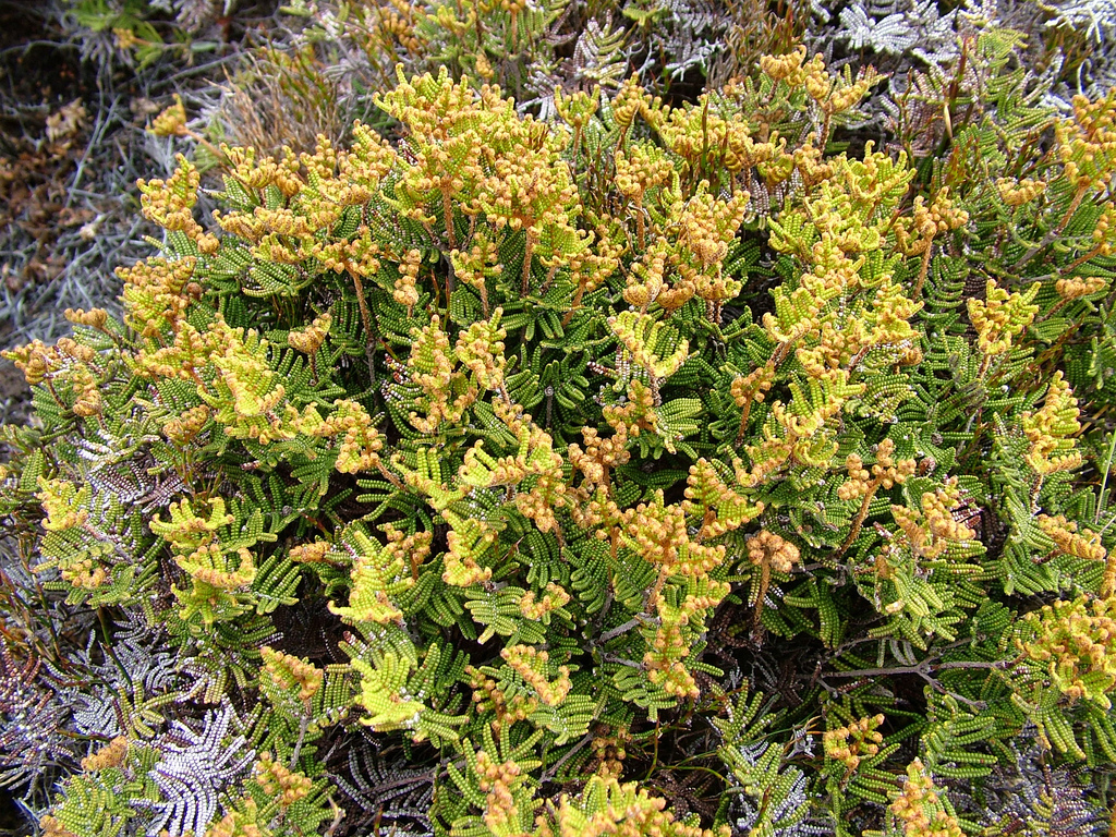 alpine coral-fern