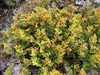 Alpine Coral-Fern - Photo (c) Mike Bayly, some rights reserved (CC BY-NC-SA)