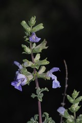 Salvia dentata