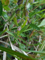 Polygala alpestris