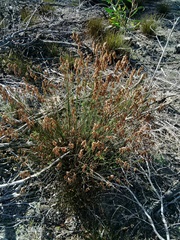 Thamnochortus punctatus