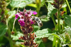 Megachile macularis