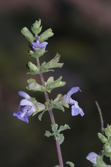 Salvia dentata